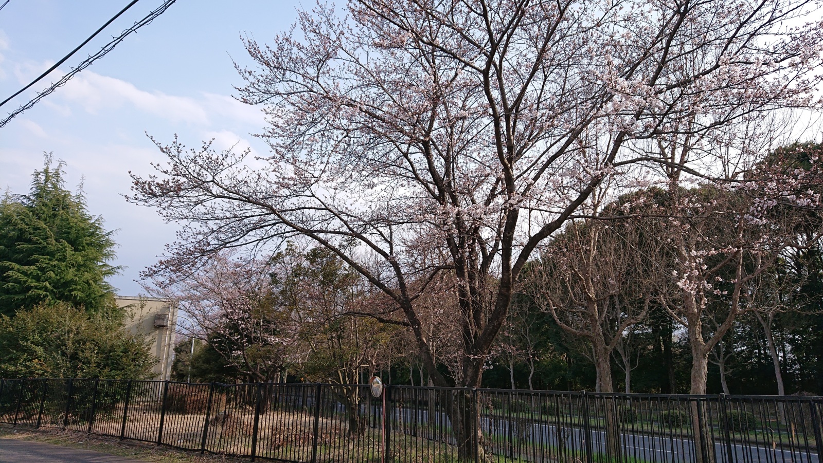 会社横の桜